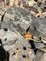 Trifolium cyathiferum