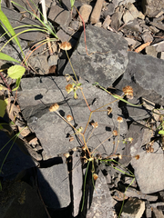 Trifolium cyathiferum