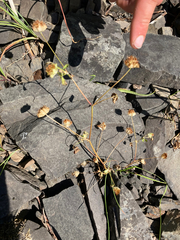 Trifolium cyathiferum