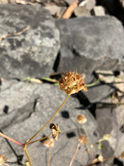 Trifolium cyathiferum