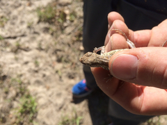 Holbrookia propinqua