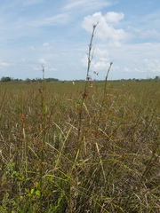 Cladium mariscus jamaicense