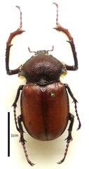 Propomacrus bimucronatus