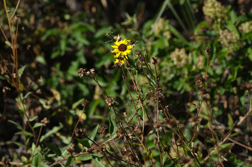 Encelia californica