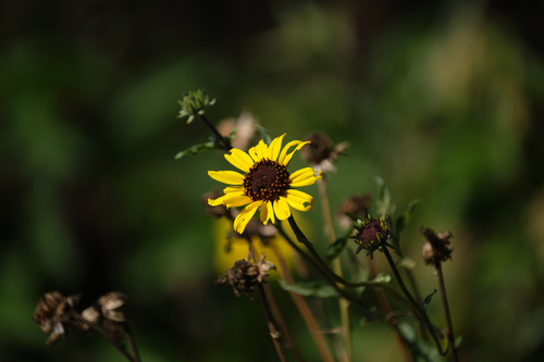 Encelia californica