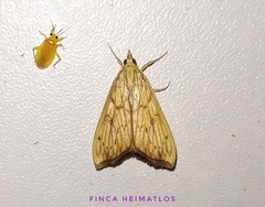 Aponia