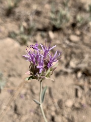 Monardella linoides