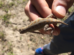 Holbrookia propinqua