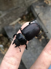 Lucanus cervus cervus