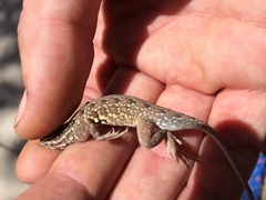 Holbrookia propinqua