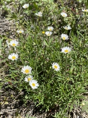 Erigeron hyssopifolius