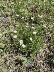 Erigeron hyssopifolius