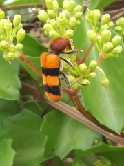 Trichodes bibalteatus