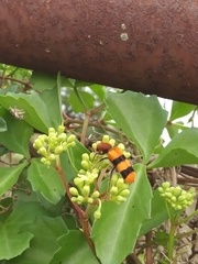 Trichodes bibalteatus
