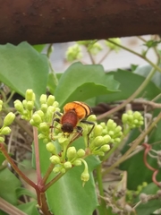 Trichodes bibalteatus