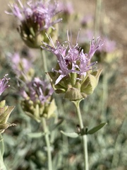 Monardella linoides