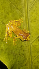 Dendropsophus sarayacuensis