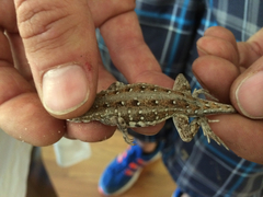 Holbrookia propinqua