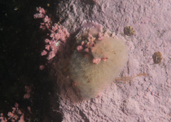 Aplidium glabrum
