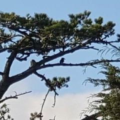 Dacelo novaeguineae novaeguineae