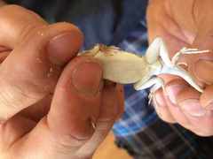 Holbrookia propinqua