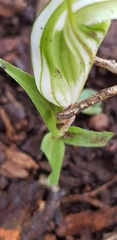 Pterostylis robusta
