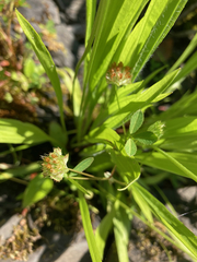 Trifolium cyathiferum