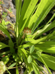 Trifolium cyathiferum