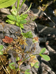 Trifolium cyathiferum