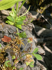 Trifolium cyathiferum