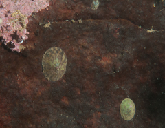 Testudinalia testudinalis