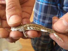 Holbrookia propinqua