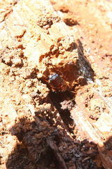 Parcoblatta americana