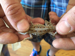 Holbrookia propinqua