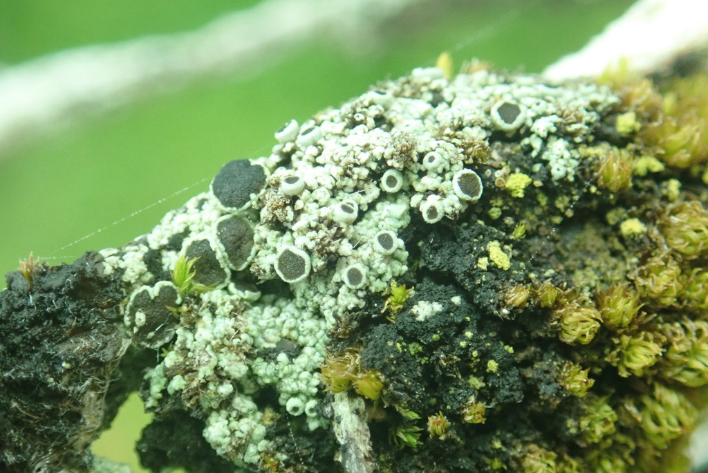 Rinodina macrospora