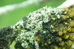 Rinodina macrospora