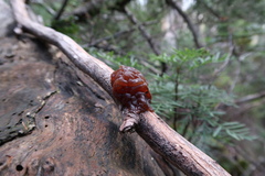 Phaeotremella fimbriata