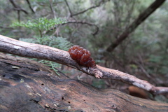Phaeotremella fimbriata