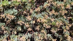 Arctostaphylos pringlei drupacea