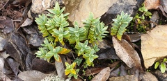 Veronica albicans