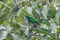 Chlorochrysa calliparaea
