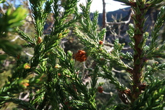 Athrotaxis selaginoides