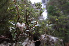 Gaultheria hispida