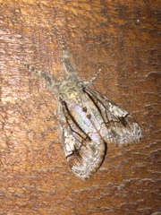 Dasychira obliquata