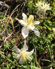 Aquilegia coerulea