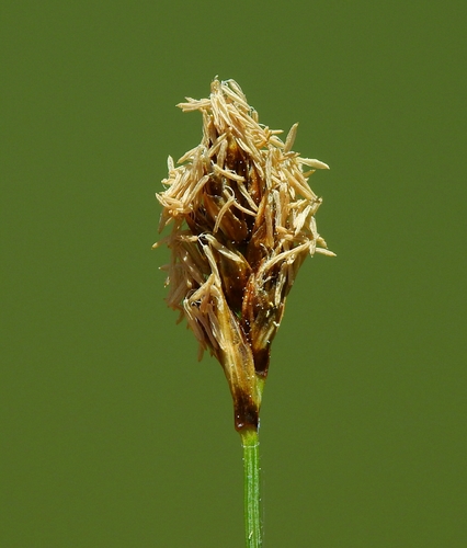 decumbent spikerush (Eleocharis decumbens)