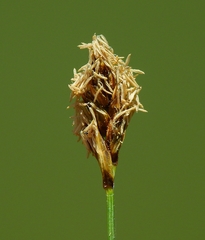 Eleocharis decumbens