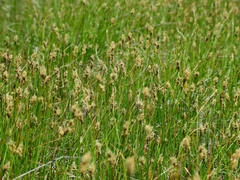 Eleocharis decumbens