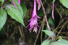 Fuchsia juntasensis