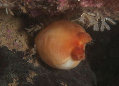 Halocynthia pyriformis